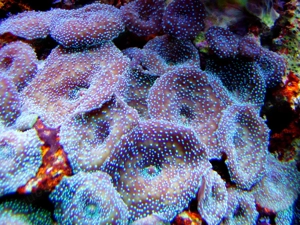 Korallenableger- Meerwasser- Discosoma " Superman"