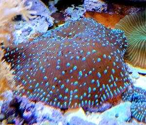 Korallenableger- Meerwasser- Discosoma " Superman"