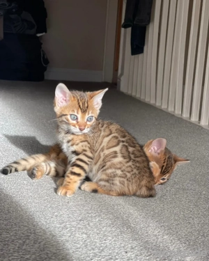    Reinrassige Rosetted-Bengal-Kätzchen   