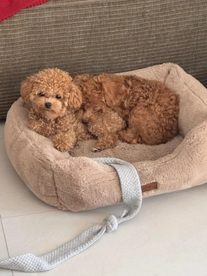 Teacup-Pudel sucht ein neues Zuhause