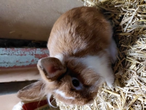 Hübsche Löwenkopfmix Böcke 