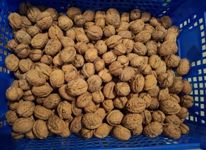 Walnüsse aus neuer Ernte