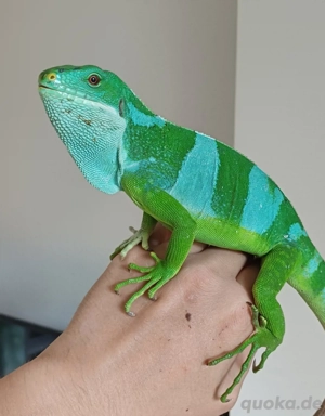 1.1 Brachylophus fasciatus Fidschileguane 