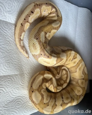 1.2 Königspython Morph 