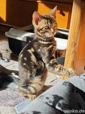 Süßes Bengal Mädchen freut sich auf ihr neues Zuhause 