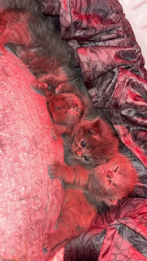  Süße BKH-Kater ab Januar abzugeben 