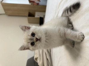 Britisch Kurzhaar (Blue Point   Silver Shaded)