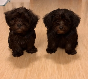 Yorkipoo-Welpen
