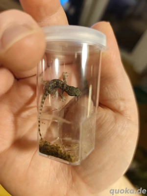 Hemidactylus platyurus Saumschwanzhausgeckos 