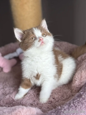 Wunderschöne BKH Kitten