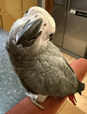 Kongo Graupapagei (jung)