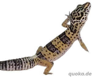 leopardgecko 