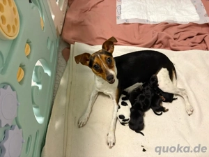 Liebevoll aufgezogene Jack Russell Mix Welpen suchen ein Zuhause 