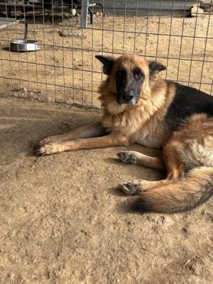 Rexy   eine treue Schäferhündin 