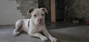 Amerikanische Bulldoggen 