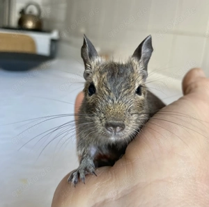 Zahmer, kleiner Degu-Junge