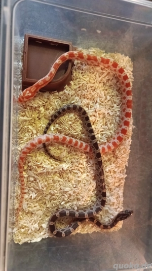 gebe 2 Baby Kornnatter ab 