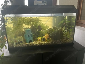 Aquarium 60l