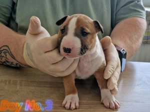 Miniature Bullterrier