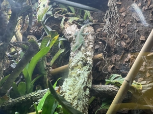Rotkehlanolis 1M 2W (Anolis carolinensis)