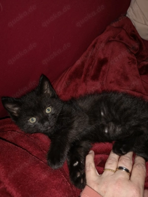 Kitten 11 Wochen alt