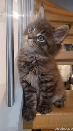 Maine coon Kitten suchen... Bild 3