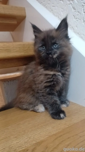 Maine coon Kitten suchen... Bild 2