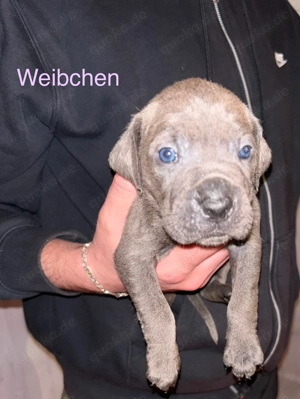 Cane Corso Welpen suchen liebevolles Zuhause  