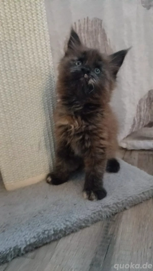 Maine coon Kitten suchen... Bild 5