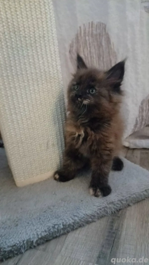 Maine coon Kitten suchen... Bild 4