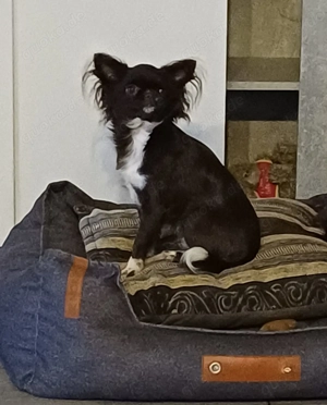 Chihuahua Hündin 8 Monate alt 