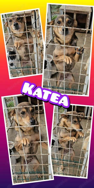sehr kleine,liebe,menschenbezogene, hübsche Hündin "Katea" sucht dringend ein Zuhause vor dem Winter