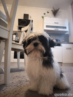 Shih-Tzu Welpen 