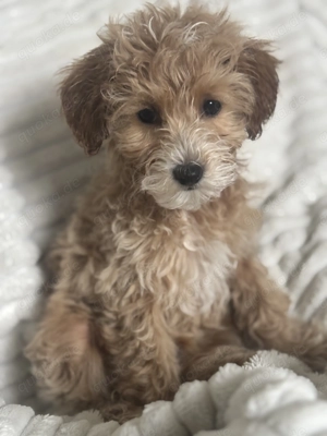 Pudelwelpen 11 Wochen 