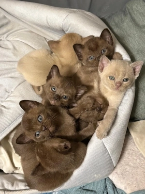 Burma Kätzchen  zu Weihnachten