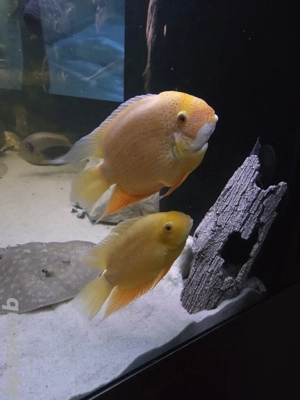 Heros, Red-Spotted,xxl, Pärchen 