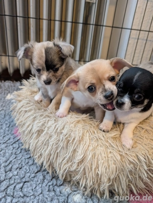 Chihuahua Welpen 