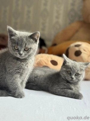 BKH kitten babys 12 Wochen alt abholbereit 