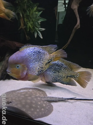 Vieja-Blue-Spotted Barsche,Pärchen, xxl
