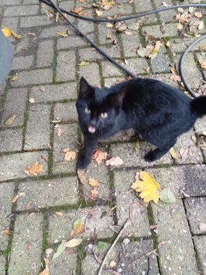 Pauli sucht ein neues Zuhause