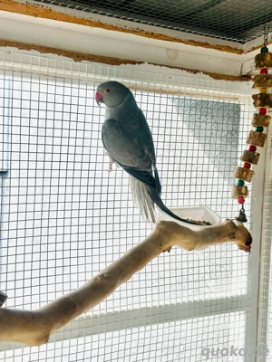 ...Halsbandsittiche...