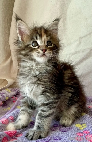 Maine Coon Kitten 