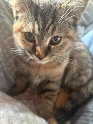 BKH-Mischling Weibchen