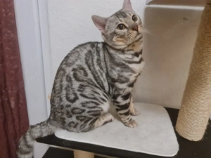 Reinrassiger Black Silver Bengal Deckkater mit Stammbaum 