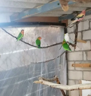 Pfirsichköpfchen von September 2025 an Liebevolle neue Besitzer abzugeben Geschlecht unbekannt.