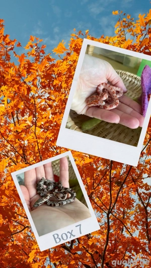 Pantherophis guttatus   Kornnatter - amelanistic hypomelanistic (Amel) und Wildfarben  Wildform (WF)