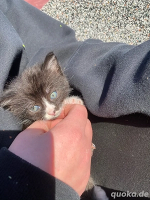 Kleine Kater abzugeben