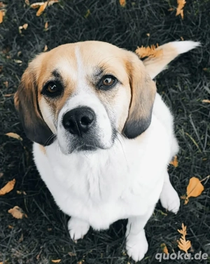 Super liebe Beagle Mischlingsdame 