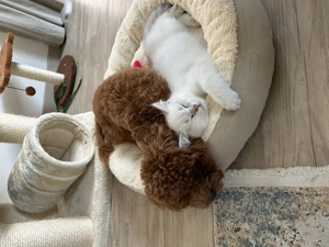 BKH Kitten mit Stammbaum 