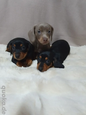 Zwergdackel Welpen